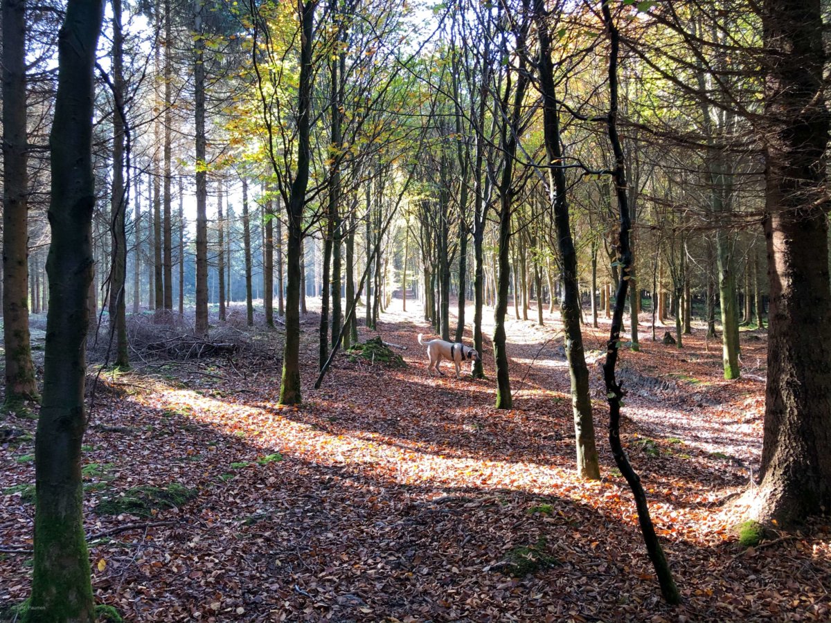 Les belles couleurs de l'automne