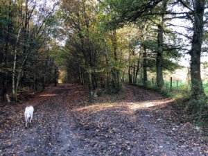 Les belles couleurs de l'automne