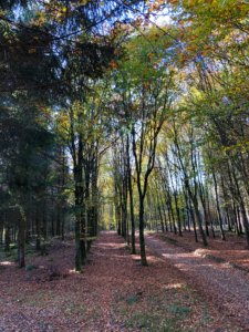 Les belles couleurs de l'automne